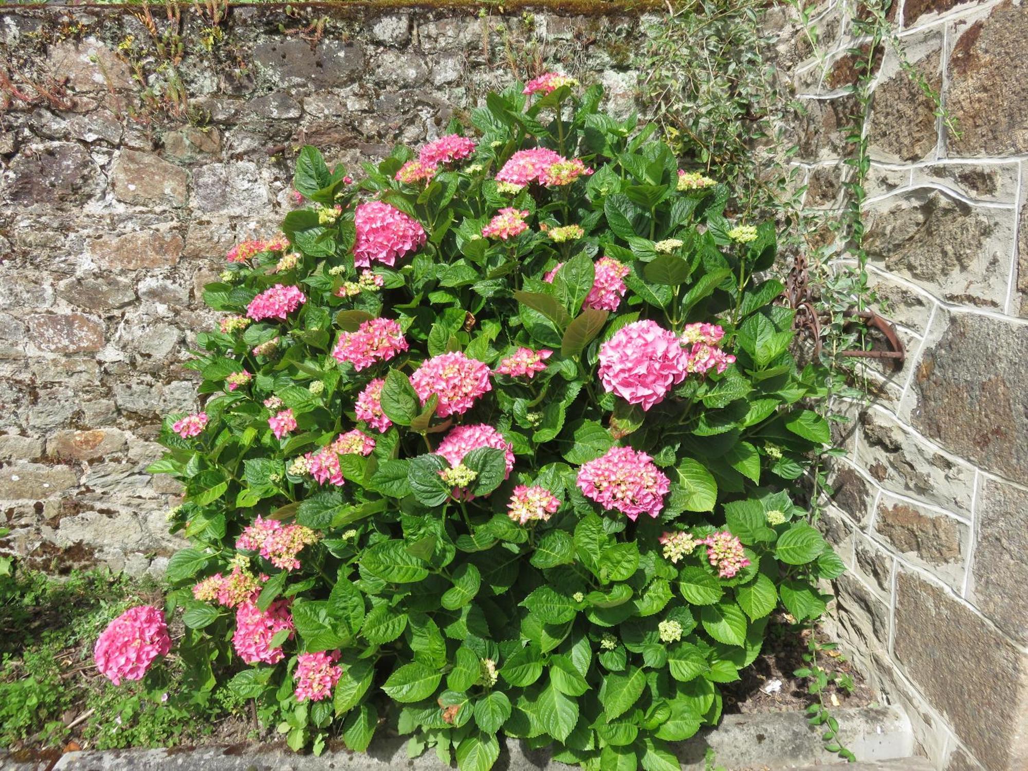 Le Jardin A Mordreuc Bed and Breakfast Pleudihen-sur-Rance Eksteriør billede
